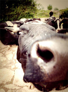 langford organic beef-farm